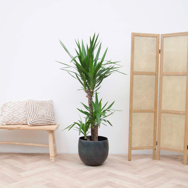 De 12 allerbeste planten voor kantoor! 22 Yucca Elephantipes - 130cm