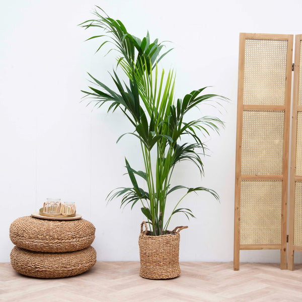 Combi deal - Kentia palm including basket Jack - 160 cm