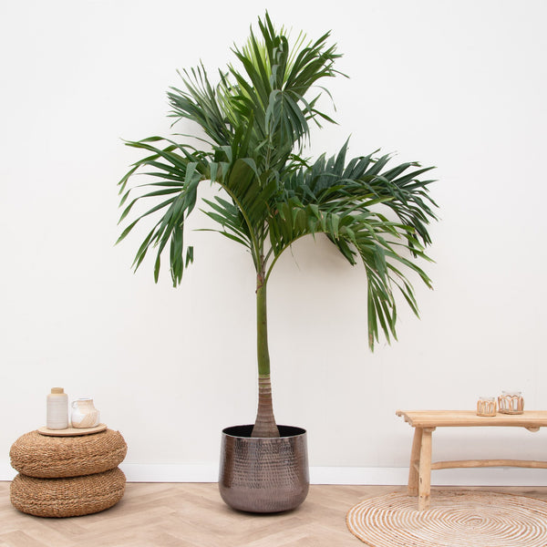 Verrijk je huis met deze 12 prachtige KAMERPALMEN 5 Veitchia Merrillii - 210cm