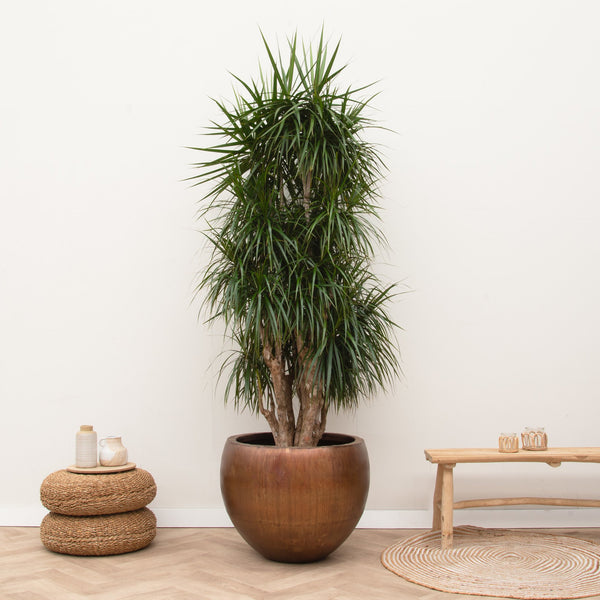 Dracaena Marginata vertakt XXL - 190cm kopen bij Green Bubble