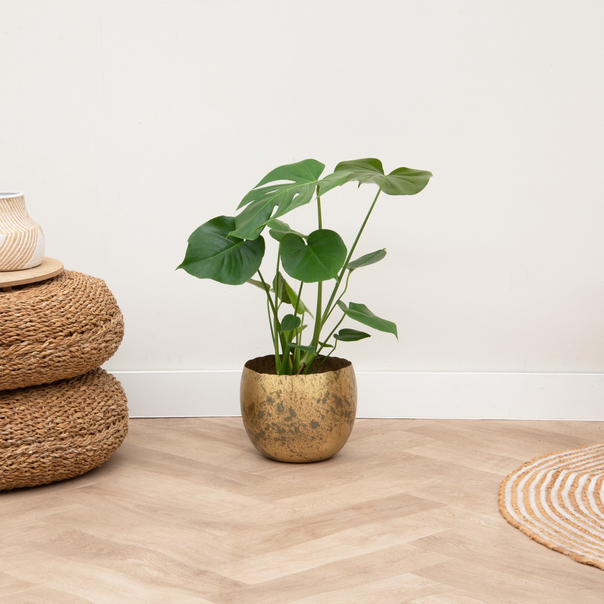 monstera deliciosa - 70 cm green bubble Monstera | 70cm | Pedido en línea