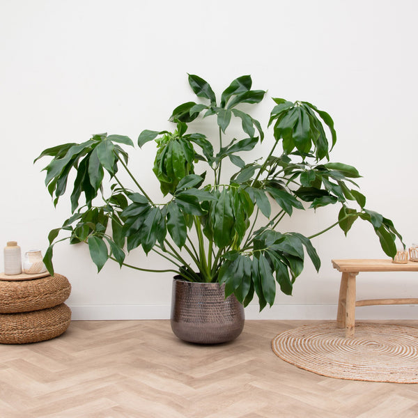 Philodendron Green Wonder deluxe - 150cm