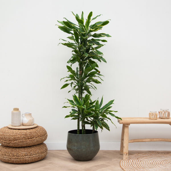 Dracaena Golden Coast - 160cm