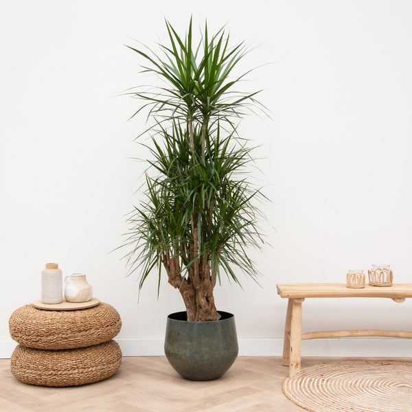 Dracaena Marginata ramifié - 160cm kopen bij Green Bubble
