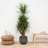 Dracaena Marginata ramificada - 150cm
