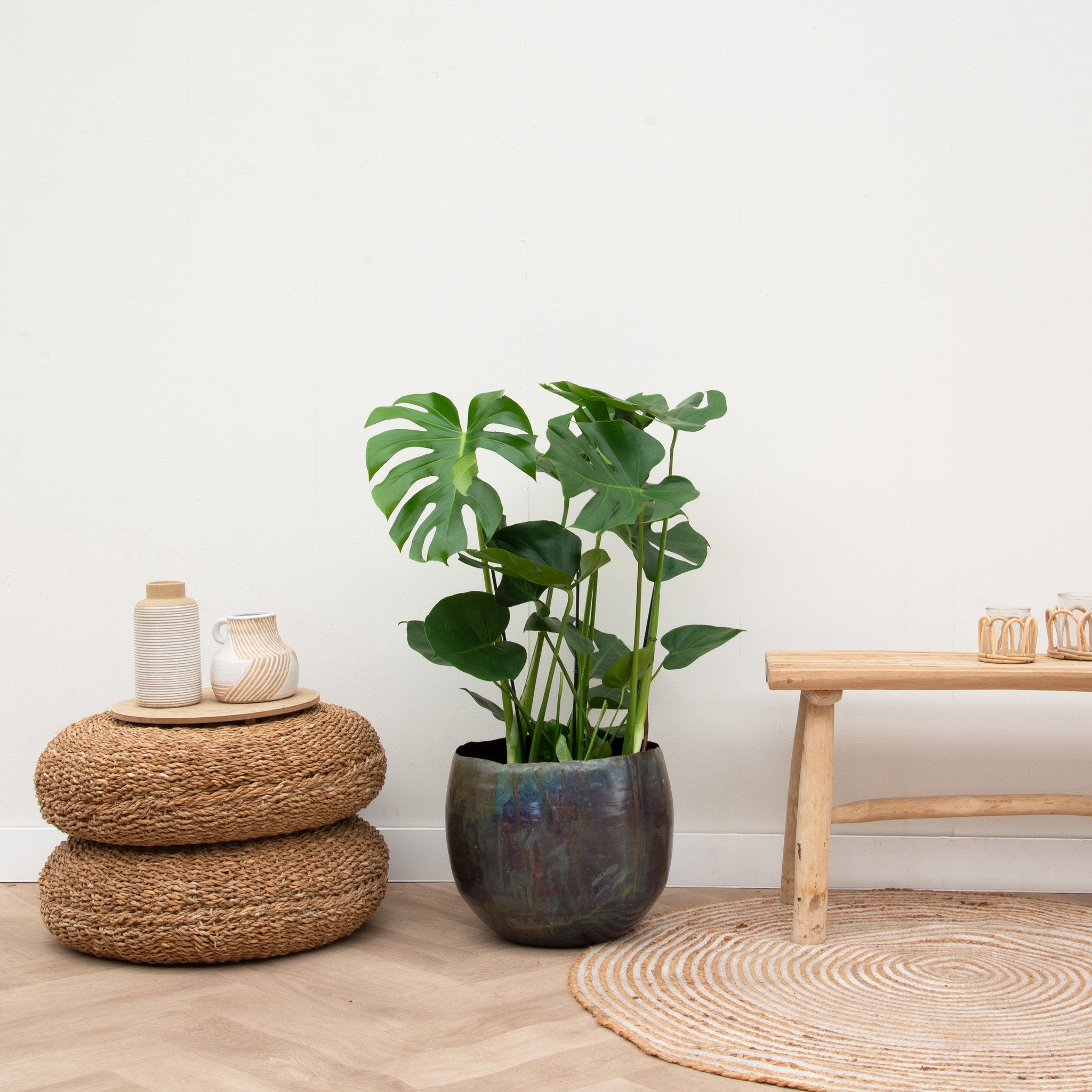 Monstera Deliciosa - 80cm