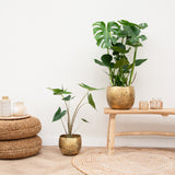 Product afbeelding 5