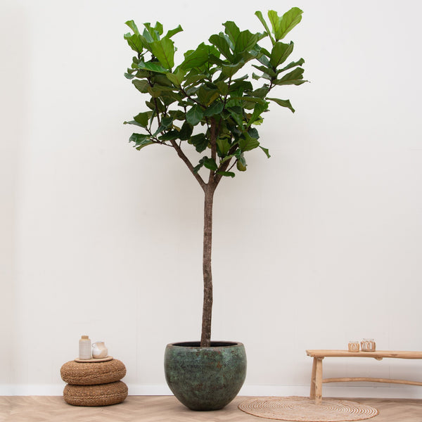 Ficus Lyrata XXXL - 300cm