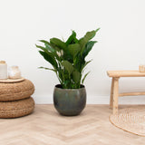Product afbeelding 1