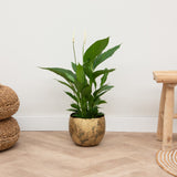 Product afbeelding 1