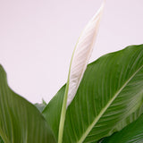 Product afbeelding 2