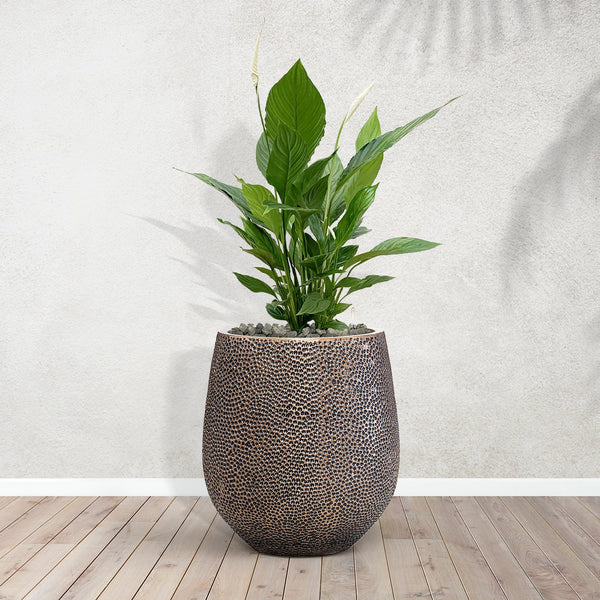 Combideal - Spathiphyllum including self-watering pot Mason Gold S - 100cm