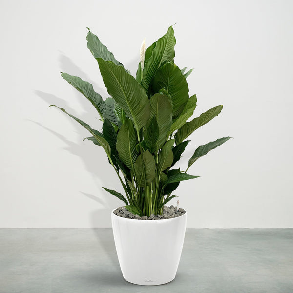 Combideal - Spathiphyllum including self-watering pot Joy White L - 160cm