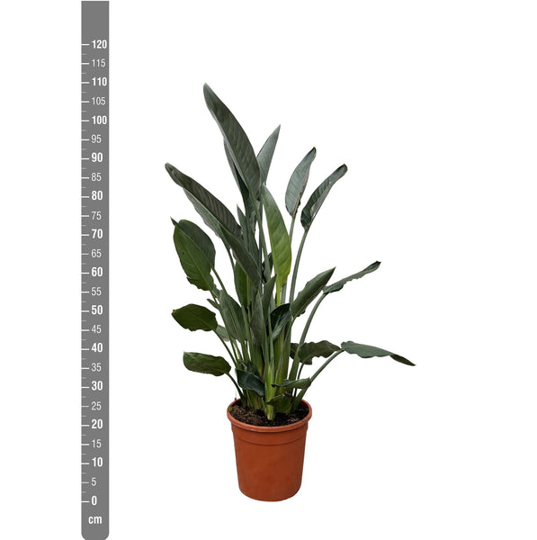 Strelitzia Reginae - 90cm