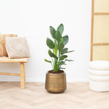 Product afbeelding 2
