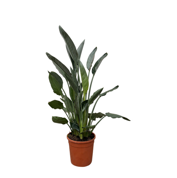 Strelitzia Reginae - 90cm