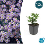Product afbeelding 6