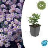 Product afbeelding 1