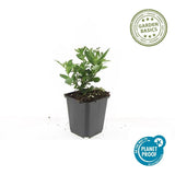 Product afbeelding 2