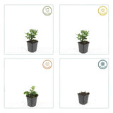 Product afbeelding 4