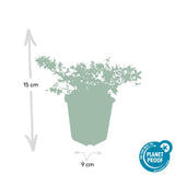 Product afbeelding 2
