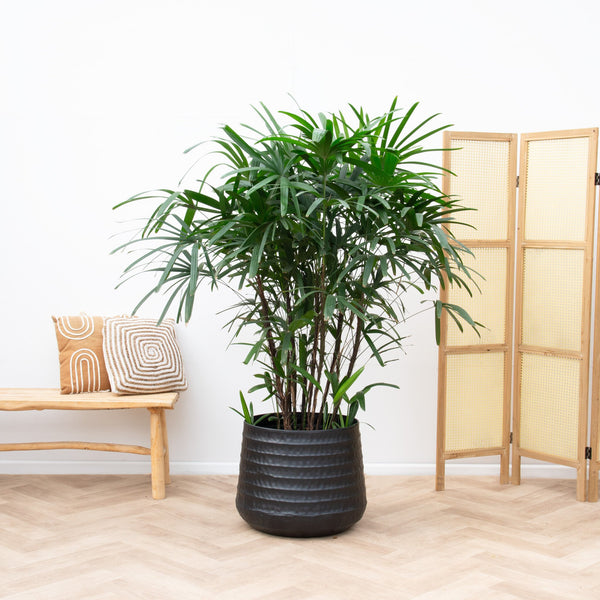 Verrijk je huis met deze 12 prachtige KAMERPALMEN 19 Rhapis Excelsa - 150cm