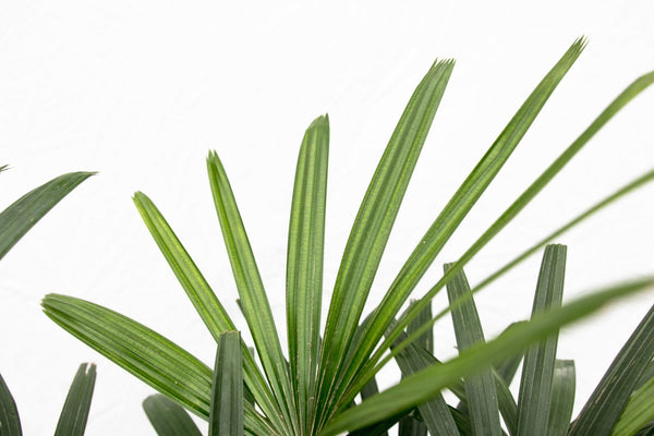 Rhapis Excelsa - 130 cm kopen bij Green Bubble