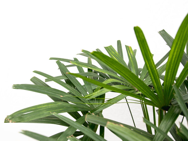 Rhapis Excelsa - 120cm kopen bij Green Bubble