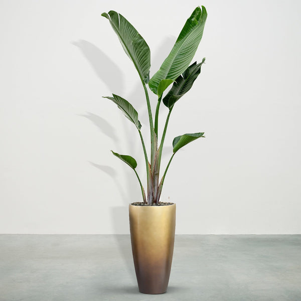 Combideal - Strelitzia Augusta including self-watering pot Mace Matt Honey S - 225cm