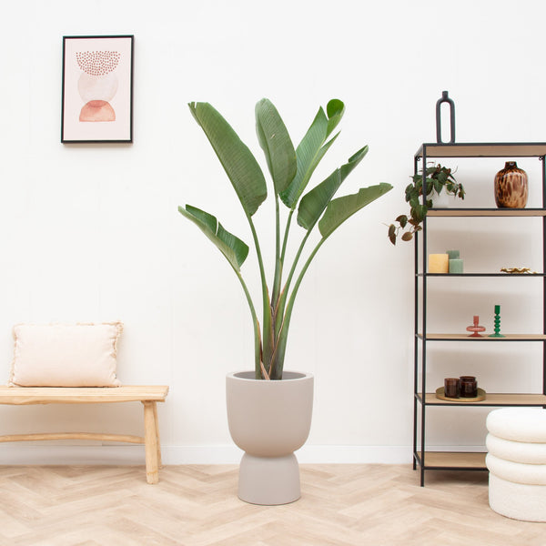 Combi deal - Strelitzia Augusta inclusief elho Pure Coupe - 210 cm