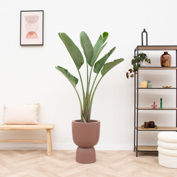 Combi deal - Strelitzia Augusta inclusief elho Pure Coupe - 210 cm