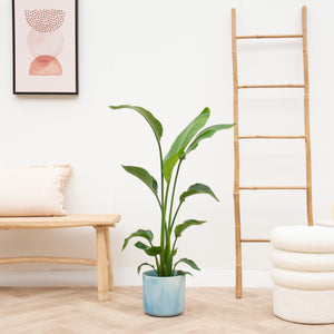 Combi deal - Strelitzia Nicolai inclusief elho Ocean Round - 130cm