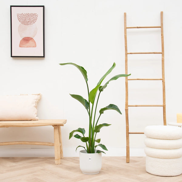 Combideal - Strelitzia Nicolai - 130cm + Ficus Lyrata stam - 130cm