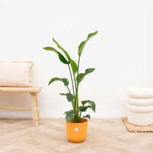 Combi deal - Strelitzia Nicolai inclusief elho Jazz Round - 130 cm