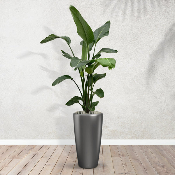 Combideal - Strelitzia Nicolai including Angel self-watering pot Anthracite M - 220cm