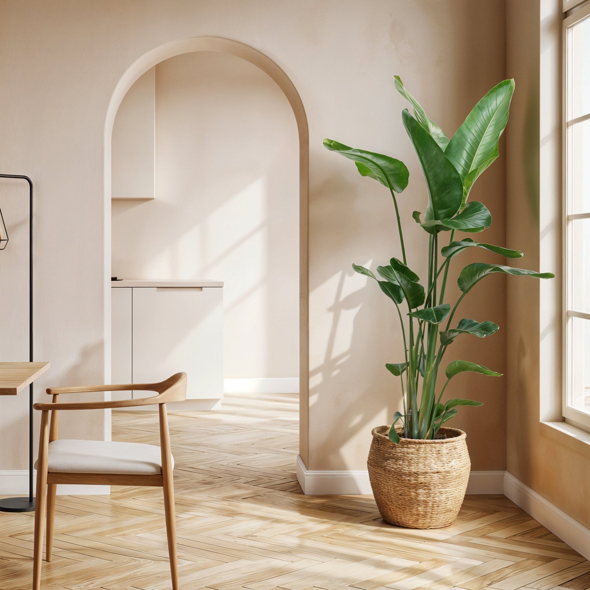 Strelitzia Nicolai | 170cm | Green Bubble