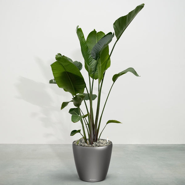 Combideal - Strelitzia Nicolai including self-watering pot Joy M - 200cm