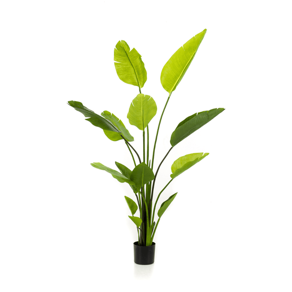 Strelitzia Nicolai Kunstplant - 150 cm