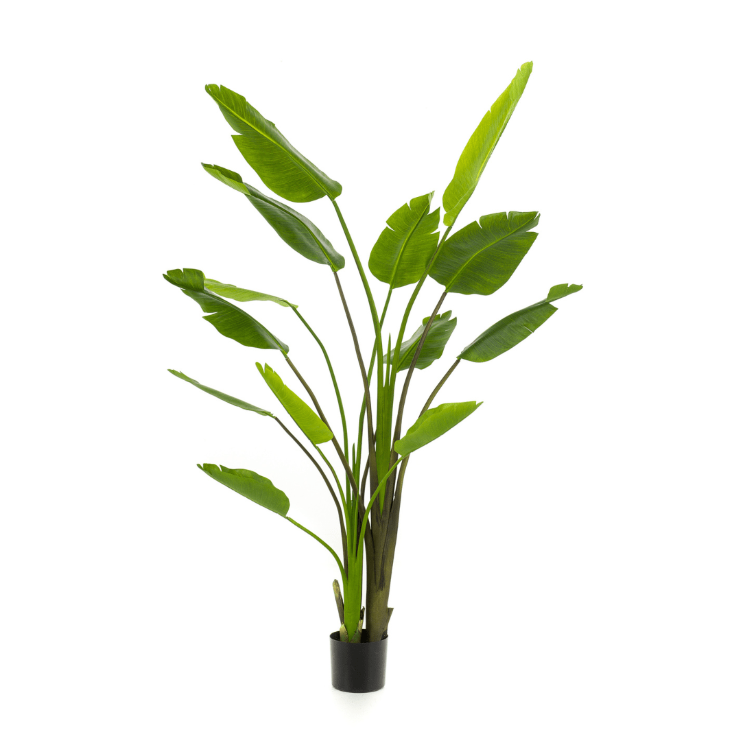 Strelitzia Nicolai Kunstpflanze | 180 cm