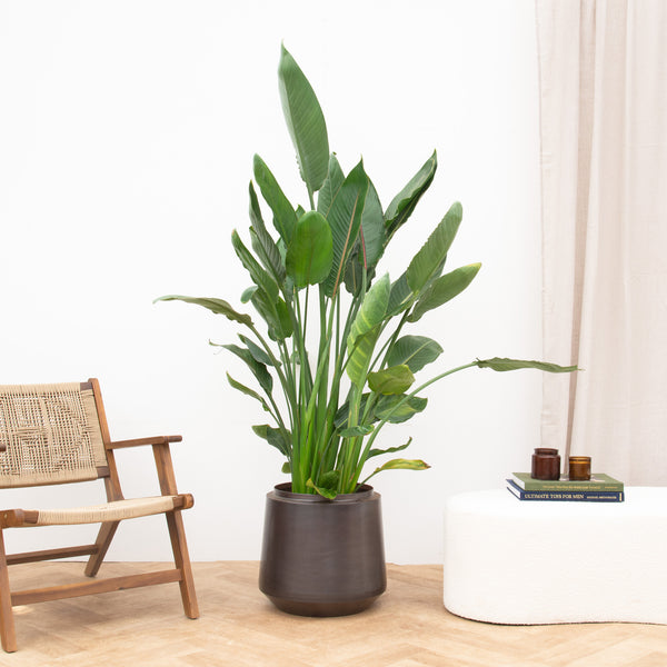 Strelitzia Reginae XL de luxe - 170 cm