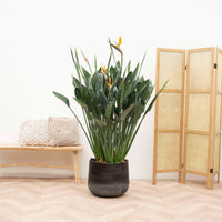Strelitzia Reginae XXL - 180cm