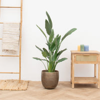 Strelitzia Reginea - 140cm