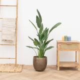 Product afbeelding 1