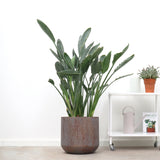 Product afbeelding 2