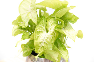 Syngonium Golden Feel Green - 30cm