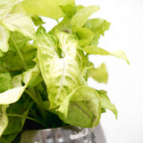 Product afbeelding 5