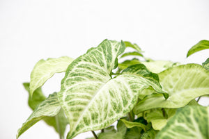 Syngonium White Butterfly Feel Green -30cm