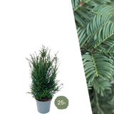Product afbeelding 2