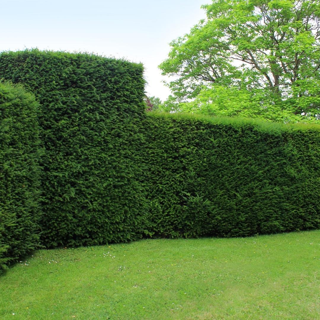 Taxuspflanzen für eine 10 m lange Hecke - 100 cm