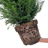 Product afbeelding 5